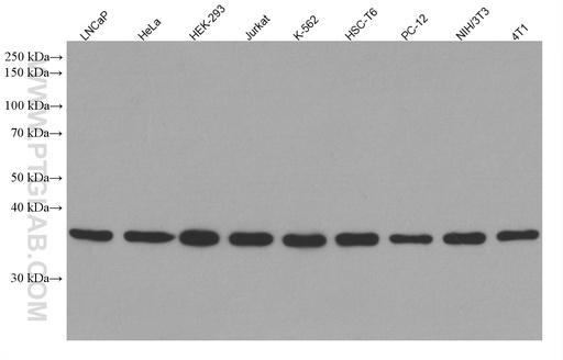 [67839-1-IG-20UL] MED4 Monoclonal antibody
