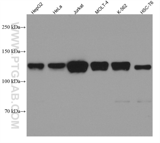 [67840-1-IG-150UL] LIG1 Monoclonal antibody