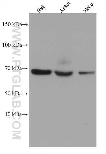 [67841-1-IG-20UL] SH3BP5 Monoclonal antibody