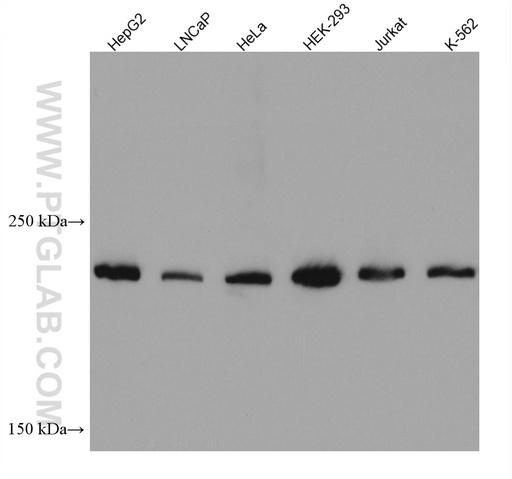 [67842-1-IG-20UL] DOCK7 Monoclonal antibody