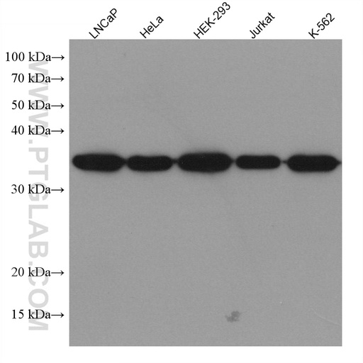 [67844-1-IG-150UL] HNRNPA1 Monoclonal antibody