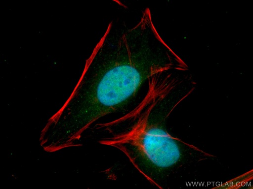 [67851-1-IG-150UL] RUVBL2 Monoclonal antibody