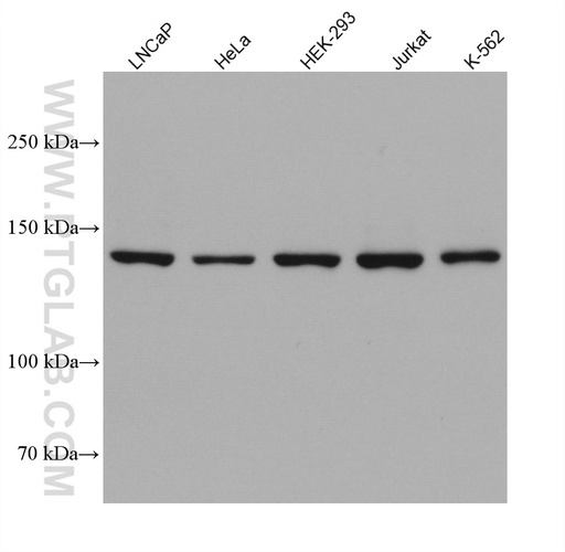 [67853-1-IG-150UL] DHX37 Monoclonal antibody