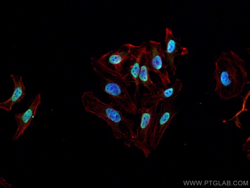 [67860-1-IG-150UL] BCLAF1 Monoclonal antibody