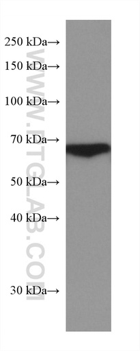[67867-1-IG-150UL] HABP2 Monoclonal antibody