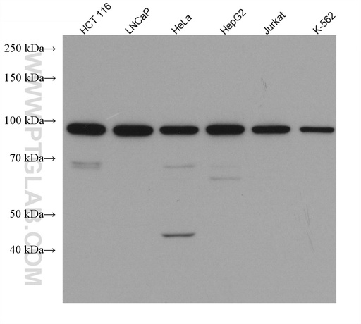 [67868-1-IG-150UL] AATF Monoclonal antibody