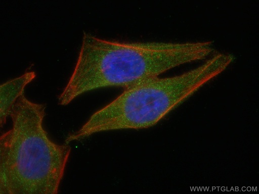 [67871-1-IG-20UL] GEMIN8 Monoclonal antibody