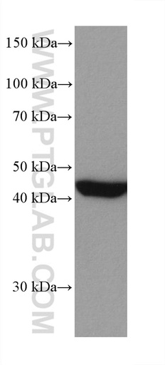 [67872-1-IG-150UL] MEK1 Monoclonal antibody