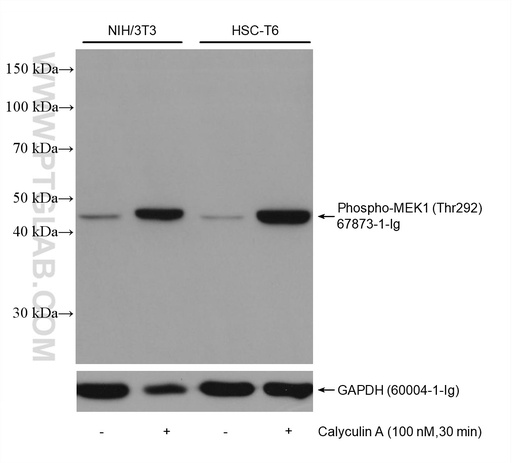 [67873-1-IG-20UL] Phospho-MEK1 (Thr292) Monoclonal antibody