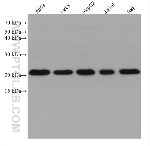 [67876-1-IG-150UL] TMED10 Monoclonal antibody
