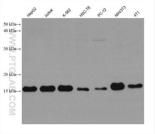 [67880-1-IG-20UL] Cyclophilin A Monoclonal antibody