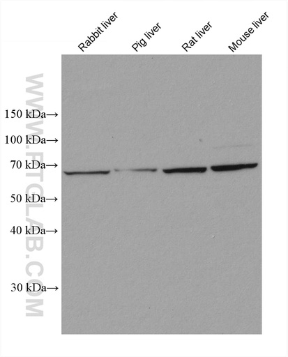 [67881-1-IG-20UL] FMO4 Monoclonal antibody
