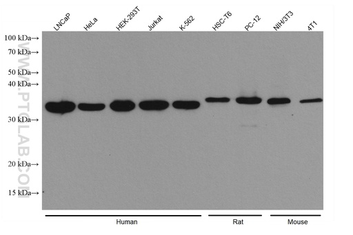 [67883-2-IG-20UL] HAX1 Monoclonal antibody