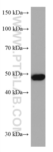 [67884-1-IG-150UL] ADC Monoclonal antibody