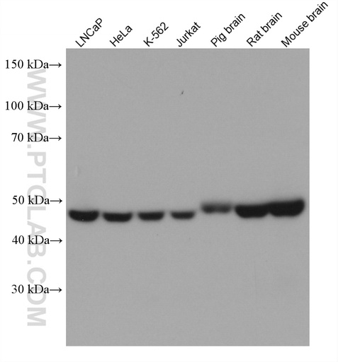[67888-1-IG-150UL] UQCRC1 Monoclonal antibody