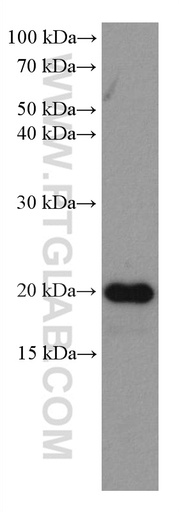 [67890-1-IG-150UL] HSPB3 Monoclonal antibody