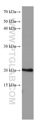 [67891-1-IG-20UL] ARL8B Monoclonal antibody