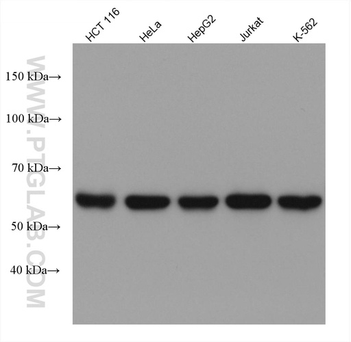 [67897-1-IG-150UL] Importin Alpha 5 Monoclonal antibody