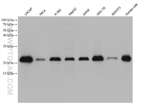 [67901-1-IG-150UL] CIB1 Monoclonal antibody