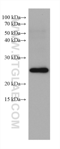 [67902-1-IG-20UL] RAB11A Monoclonal antibody