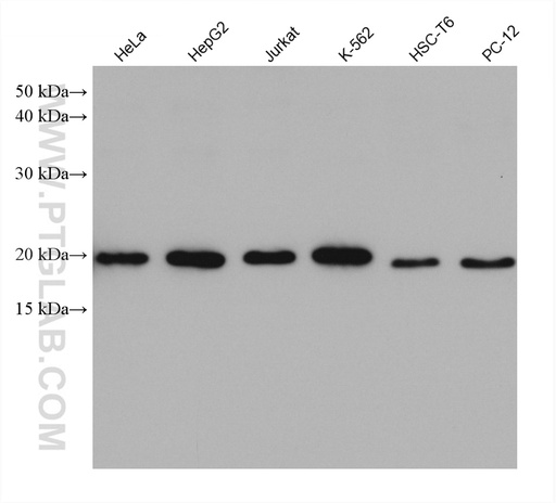 [67903-1-IG-150UL] MRPS25 Monoclonal antibody