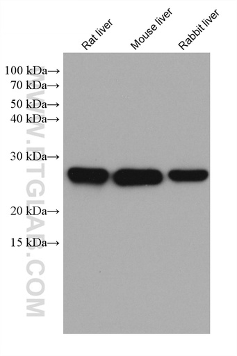 [67905-1-IG-20UL] METTL7A Monoclonal antibody