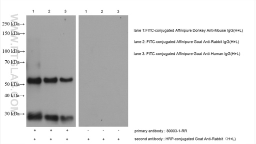 [80003-1-RR-100UL] FITC Recombinant antibody