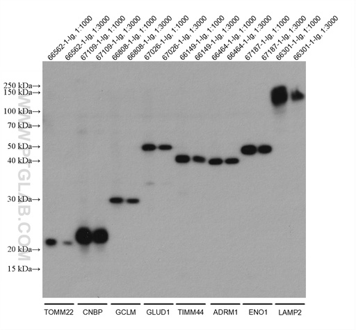 [80015-1-RR-100UL] mouse IgG Kappa chain Recombinant antibody