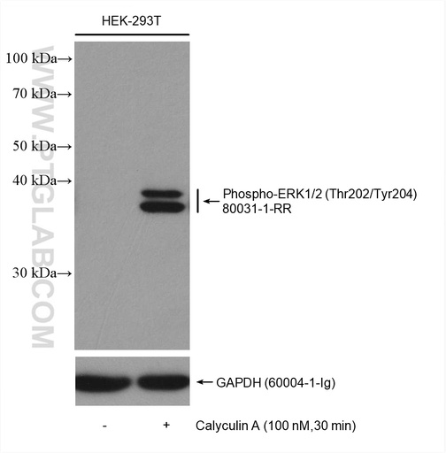 [80031-1-RR-20UL] Phospho-ERK1/2 (Thr202/Tyr204) Recombinant antibody