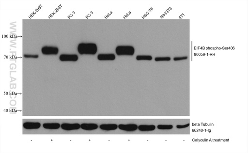 [80059-1-RR-20UL] Phospho-EIF4B (Ser406) Recombinant antibody