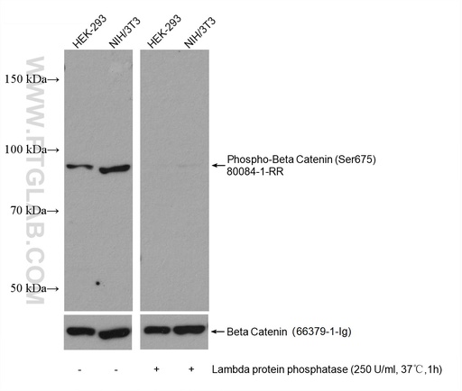 [80084-1-RR-20UL] Phospho-Beta Catenin (Ser675) Recombinant antibody