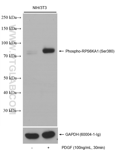 [80108-1-RR-20UL] Phospho-RPS6KA1 (Ser380) Recombinant antibody