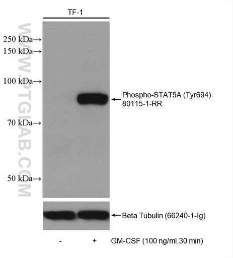 [80115-1-RR-20UL] Phospho-STAT5A (Tyr694) Recombinant antibody