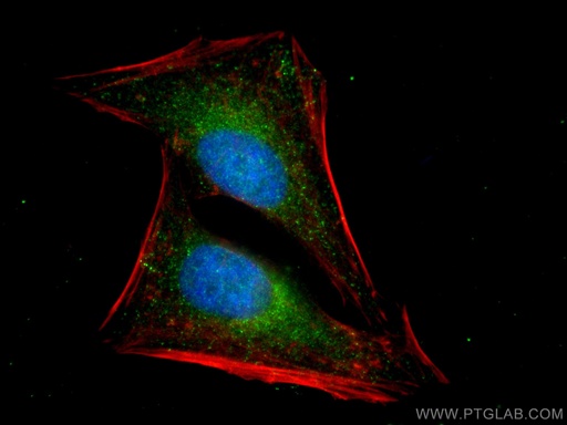 [80137-1-RR-100UL] MAP2K3 Recombinant antibody