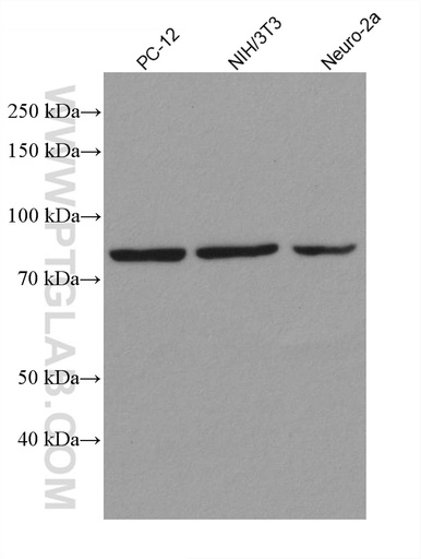 [80149-1-RR-20UL] STAT3 Recombinant antibody
