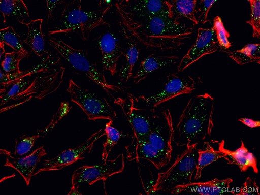 [80170-1-RR-100UL] PDI Recombinant antibody