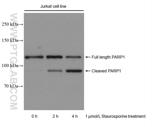 [80174-1-RR-20UL] PARP1 Recombinant antibody