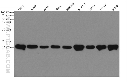 [80219-1-RR-20UL] Mono/Di-Methyl-Histone H3 (Lys9) Recombinant antibody