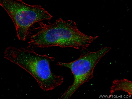 [80234-1-RR-20UL] PEX14 Recombinant antibody