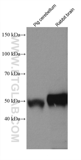 [80263-1-RR-20UL] TTYH1 Recombinant antibody