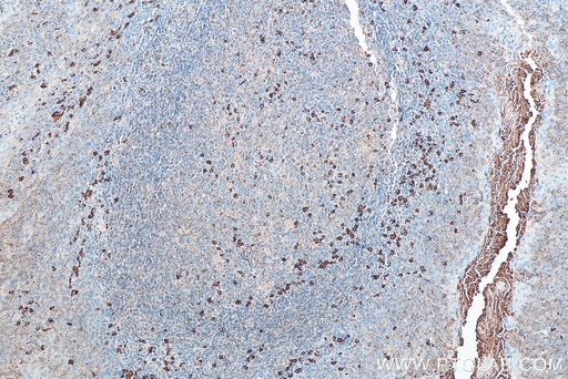[BIOTIN-11541-100UL] Biotin-conjugated IgG Lambda Light Chain Polyclonal antibody
