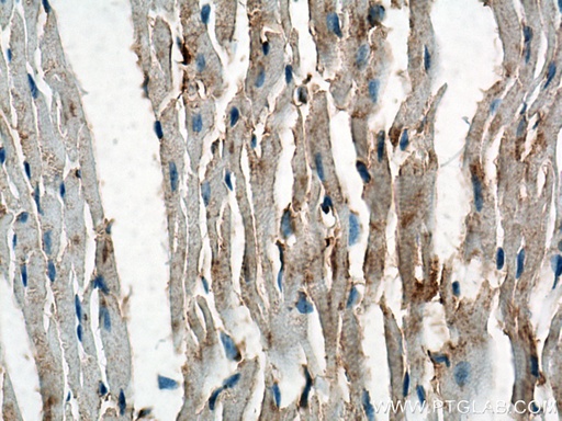 [BIOTIN-60008-100UL] Biotin-conjugated Beta Actin Monoclonal antibody