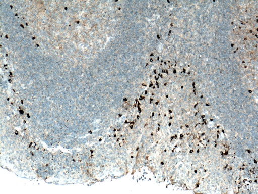 [BIOTIN-66408-100UL] Biotin-conjugated Human IgG4 Monoclonal antibody