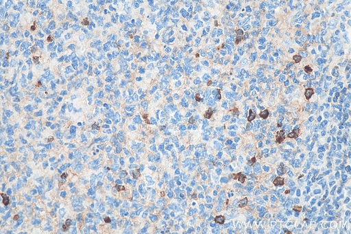 [BIOTIN-66484-100UL] Biotin-conjugated human IgM Monoclonal antibody