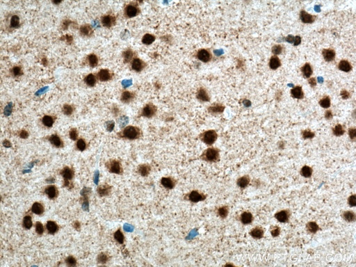 [BIOTIN-66836-100UL] Biotin-conjugated NeuN Monoclonal antibody