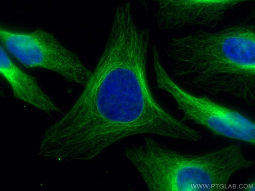 [CL488-10283-100UL] CoraLite®488-conjugated Mouse-IgG Polyclonal antibody