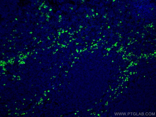 [CL488-10284-100UL] CoraLite®488-conjugated Human IgG Polyclonal antibody