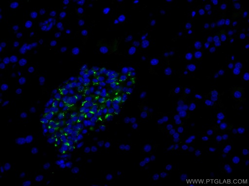 [CL488-10529-100UL] CoraLite®488-conjugated Chromogranin A Polyclonal antibody