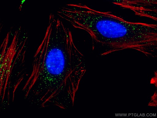 [CL488-10594-100UL] CoraLite®488-conjugated PEX14 Polyclonal antibody