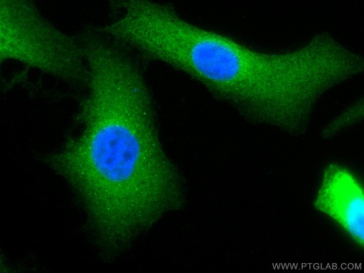 [CL488-10599-100UL] CoraLite®488-conjugated BAG3 Polyclonal antibody